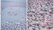 Where to see pink flamingos in Kazakhstan in autumn