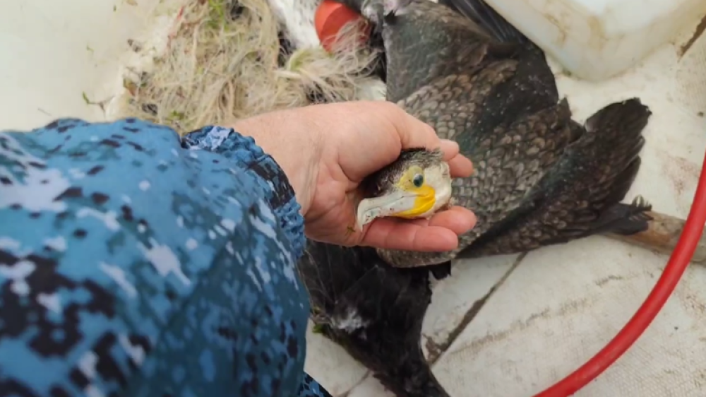 Dead cormorants found alongside seal carcasses on Caspian coast