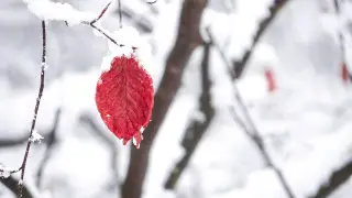 Fog and snowstorms: weather in Astana and Almaty for three days