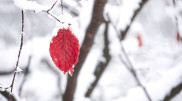 Fog and snowstorms: weather in Astana and Almaty for three days