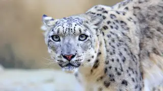 Snow leopards from Kazakhstan to be monitored by British drones