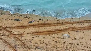 Mass seal deaths on Caspian coast: preliminary reason named