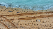 Mass seal deaths on Caspian coast: preliminary reason named