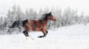 Snowfalls and blizzards: Weather in Kazakhstan on November 15