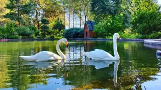Almaty Botanical Garden explained their swan disappearance