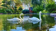 Almaty Botanical Garden explained their swan disappearance