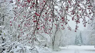 Cyclone to hit Kazakhstan: Where to expect snowstorms and ice