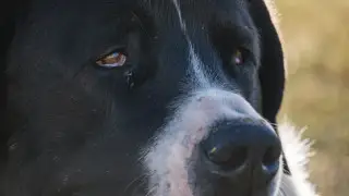 Kazakh scientists are studying the gene pool of the Tobet breed