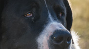 Kazakh scientists are studying the gene pool of the Tobet breed