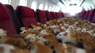 “Catch me if you can“: Hamsters delay flight