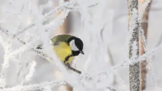 Anticyclone to bring frosts to Kazakhstan down to 23 degrees