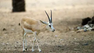 Endangered gazelle was killed in Almaty region
