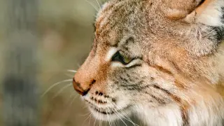 Snow leopard and lynx caught on camera traps in Kolsay