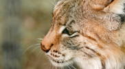 Snow leopard and lynx caught on camera traps in Kolsay