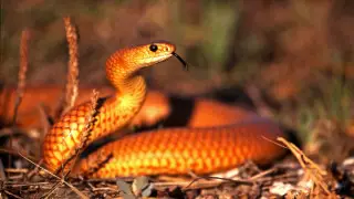 Tourist narrowly escapes encounter with Australia’s most venomous snake
