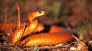 Tourist narrowly escapes encounter with Australia’s most venomous snake