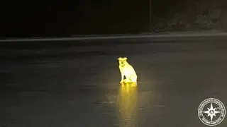 “Waited for its owner for 4 days“: Loyal dog’s story touched the internet