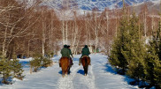 New Year preparations: Tree protection efforts are intensified in Katon-Karagai