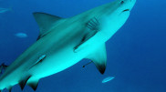 Tragedy on Thai beach: Shark attacked tourist in front of bystanders