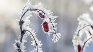 Frosts up to 20 degrees expected in Kazakhstan