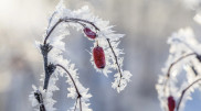 Frosts up to 20 degrees expected in Kazakhstan