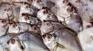 Fish milk is being produced amid cow shortage in Indonesia