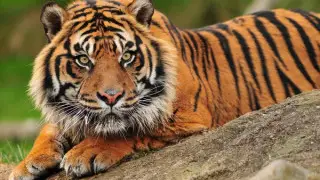Wild tiger mauled and killed farmer in India