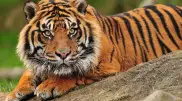 Wild tiger mauled and killed farmer in India
