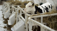Mandatory quarantine for cattle due to anthrax introduced in Kazakhstan