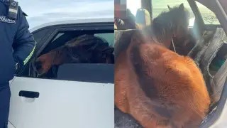 Kazakhstani was fined for transporting unusual passenger