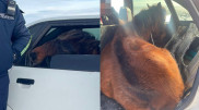 Kazakhstani was fined for transporting unusual passenger