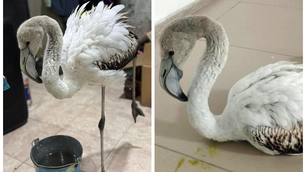 Rescued flamingo in Aktobe finds new home in Almaty zoo