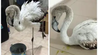 Rescued flamingo in Aktobe finds new home in Almaty zoo