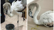 Rescued flamingo in Aktobe finds new home in Almaty zoo