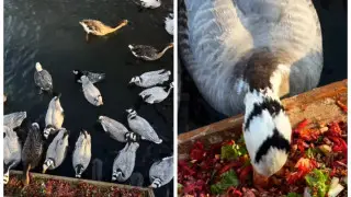 Wild ducks arrive for wintering at Almaty Zoo