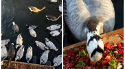 Wild ducks arrive for wintering at Almaty Zoo