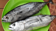 Scientists have named a fish that contains anti-cancer molecules