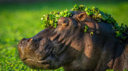 Finalists unveiled for 2024 comedy wildlife photography awards