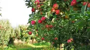 Dispute over apple orchards in Almaty: Decision made to return hundreds of hectares