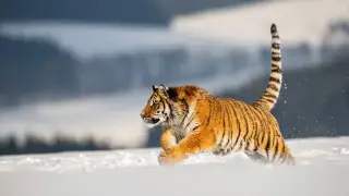 Amur tigers from Russia will arrive in Kazakhstan in 2025