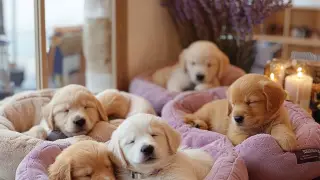 Animals, plants, and phones: Goods that cannot be refunded in Kazakhstan