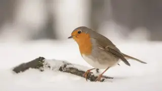 Blizzards and severe frost: Weather in Kazakhstan on December 19