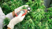 Idea of ​​legalizing marijuana commented by the Ministry of Internal Affairs