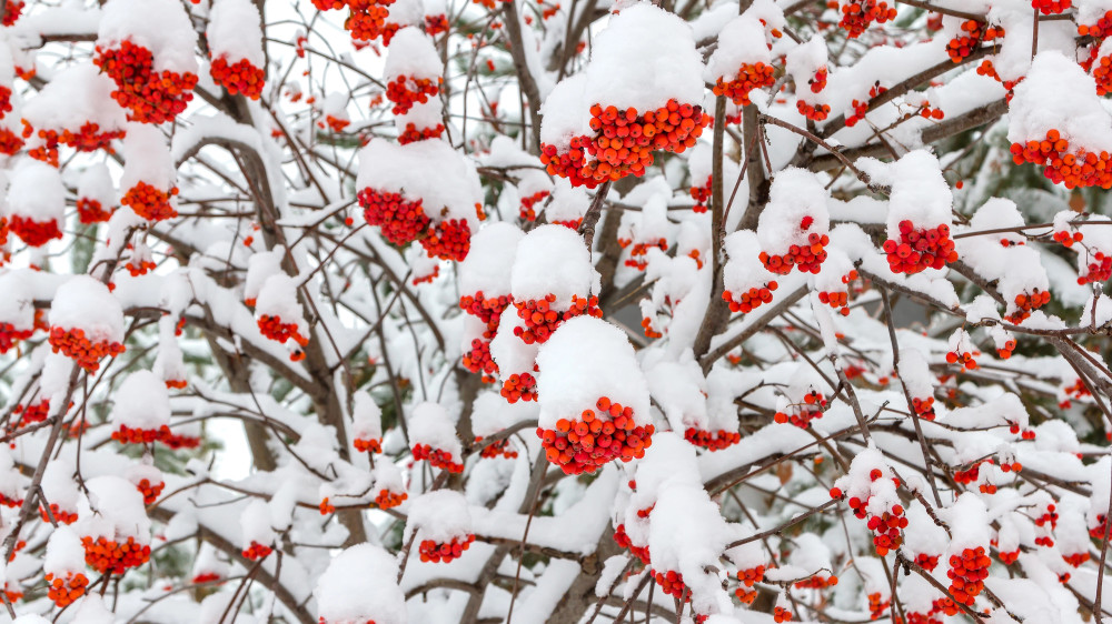 Blowing snow and fog: Astana and Almaty weather forecast for three days