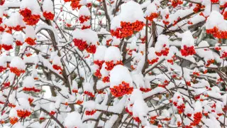 Blowing snow and fog: Astana and Almaty weather forecast for three days