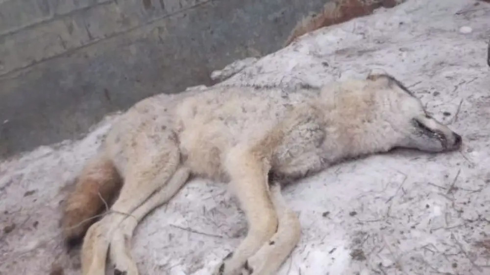 Wolf attacked man in Atyrau region