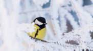 Frost intensifies: Weekend weather forecast for Almaty and Astana