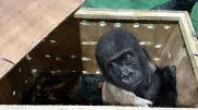 Baby gorilla found in smuggling attempt at Istanbul airport
