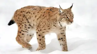 Rare lynx sighting captured on video in Burabay National Park