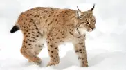 Rare lynx sighting captured on video in Burabay National Park